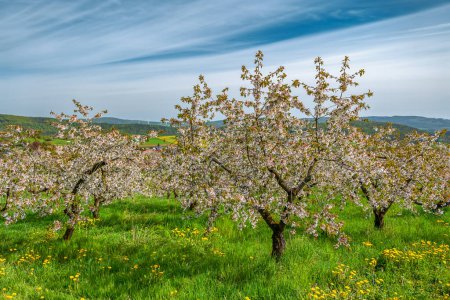floreciente huerto de cerezos en un prado de diente de león con cielo azul con nubes rayadas
