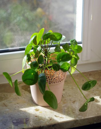 Photo for Pilea peperomioides in sunlight on the windowsill - Royalty Free Image