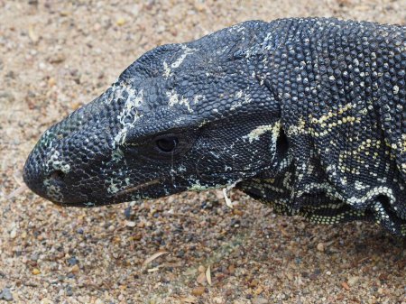 Photo for A closeup portrait of a magnificent Lace Monitor with remarkable skin markings. - Royalty Free Image