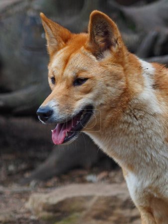 Téléchargez les photos : Un portrait rapproché d'un Dingo élégant et sensationnel. - en image libre de droit