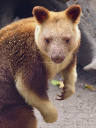 Photo for A closeup portrait of a majestic male Goodfellow's Tree-Kangaroo in natural beauty. - Royalty Free Image