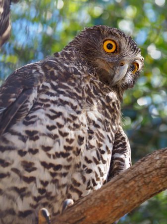 Photo for A magnificent stately observant Powerful Owl. - Royalty Free Image