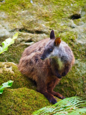 Foto de Encantador activo de cola de cepillo Rock-Wallaby en la belleza natural. - Imagen libre de derechos
