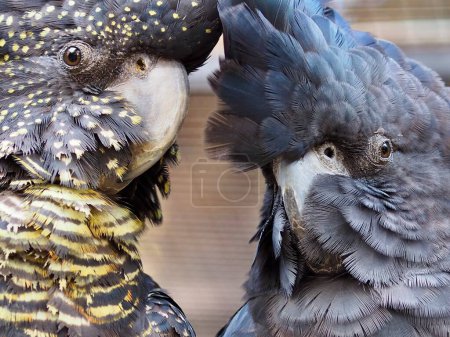 Photo for Endearing charismatic Red-tailed Black Cockatoo couple. - Royalty Free Image