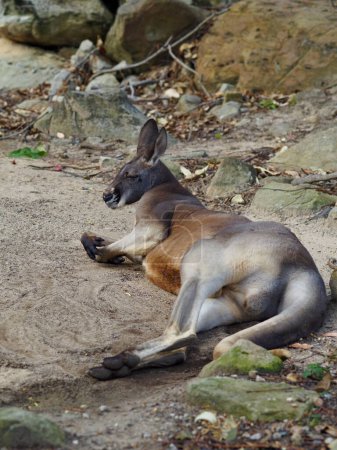 Téléchargez les photos : Nonchalant cool mâle Kangourou rouge relaxant au soleil. - en image libre de droit