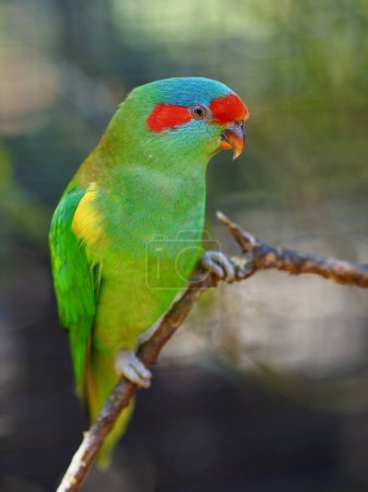 Photo for Enchanting captivating Musk Lorikeet in dazzling beauty. - Royalty Free Image