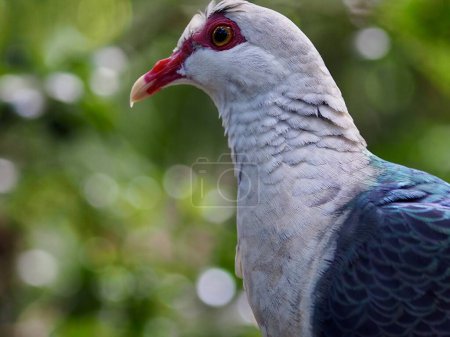 Téléchargez les photos : Magnifique Pigeon à tête blanche dans une beauté éblouissante. - en image libre de droit
