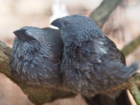 Dos espectaculares pájaros Apóstol con un fino plumaje gris sutil.