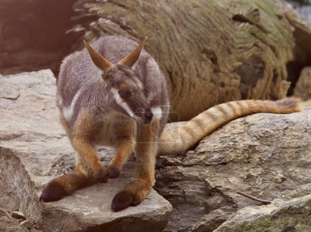 Exceptional marvellous Yellow-footed Rock-Wallaby in natural beauty.