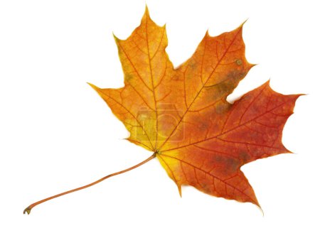 Herbst Blatt auf weißem Hintergrund