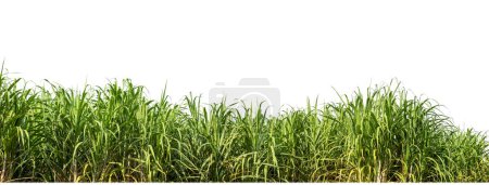 Foto de Sugar cane isolated on white background and cliping path - Imagen libre de derechos