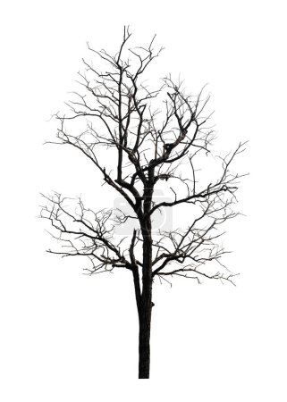 dead tree that are isolated on a white background are suitable for both printing and web pages