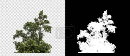 bush on transparent picture background with clipping path, single tree with clipping path and alpha channel on black background