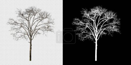 Dead Tree auf transparentem Bildhintergrund mit Clipping-Pfad, Single Tree mit Clipping-Pfad und Alphakanal auf schwarzem Hintergrund