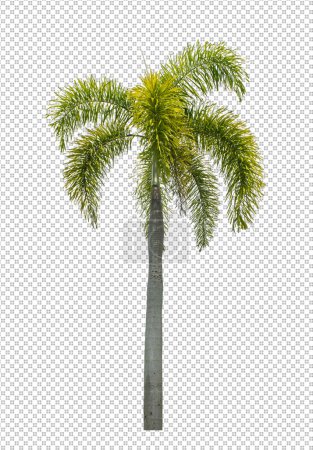 Palm tree on transparent picture background with clipping path, single tree with clipping path and alpha channe