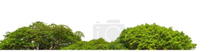 Shrubs isolated on white background with clipping path and alpha channel
