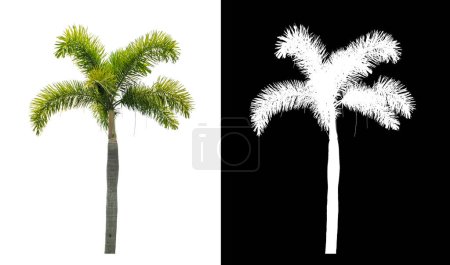 Téléchargez les photos : Palmier vert sur fond blanc avec chemin de coupe, arbre unique avec chemin de coupe et canal alpha sur fond noir - en image libre de droit