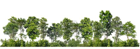 Téléchargez les photos : Arbres verts isolés sur fond blanc forêt et feuillage d'été pour l'impression et la toile avec chemin de coupe et canal alpha - en image libre de droit