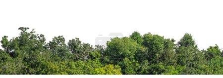 Grüne Bäume isoliert auf weißem Hintergrund. Wald und Laub im Sommer für Druck und Web-Seiten mit Schnittpfad und Alpha-Channne