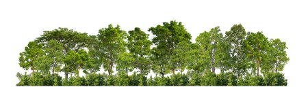 Foto de Árboles verdes aislados en bosque de fondo blanco y follaje de verano para impresión y web con ruta de corte y canal alfa - Imagen libre de derechos