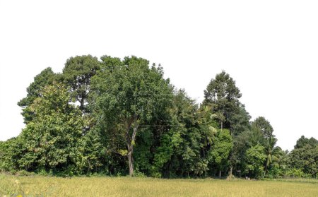 Un grupo de ricos árboles verdes Alta resolución sobre fondo blanco.