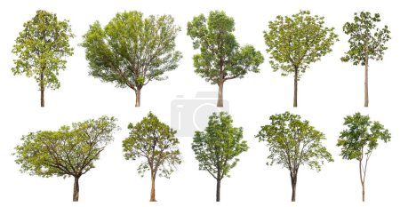 Sammlungsbaum aus ursprünglichem Hintergrund ausgeschnitten und durch weißen Hintergrund ersetzt zur einfachen Auswahl.