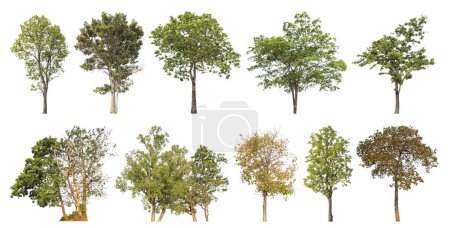 Sammlungsbaum aus ursprünglichem Hintergrund ausgeschnitten und durch weißen Hintergrund ersetzt zur einfachen Auswahl.