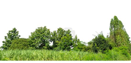 Árboles verdes aislados en bosque de fondo blanco y follaje de verano para impresión y web con ruta de corte y canal alfa