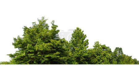 Árboles verdes aislados sobre fondo blanco.son Bosque y follaje en verano para imprimir y páginas web con ruta de corte y canal alfa.