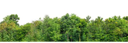 Arbres verts isolés sur fond blanc. Forêt et feuillage en été pour l'impression et les pages web avec chemin de coupe et canal alpha.
