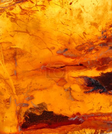 Foto de Ámbar báltico, segmentos de resina, fósiles millones de años - Imagen libre de derechos