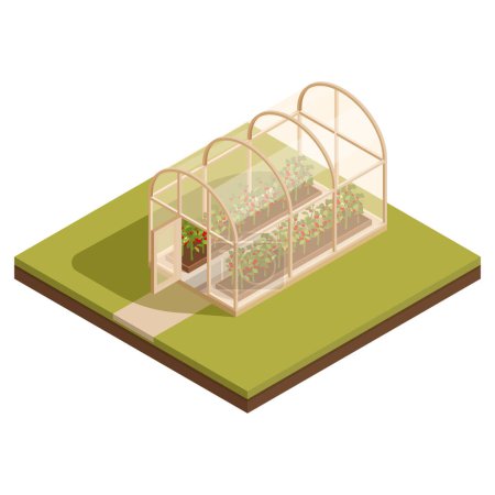Téléchargez les illustrations : Isometric greenhouse with growing tomatoes, vector illustration - en licence libre de droit