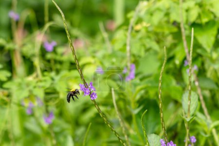 Photo for A honey bee is flying near a purple flower, it has a blurred green foliage background - Royalty Free Image