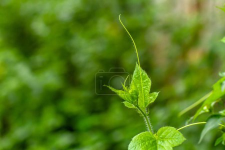 Photo for The tip of the Bitter Melon plant shoots is fresh green and has tendrils for grip, has a blurred green foliage background - Royalty Free Image
