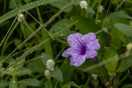 Foto de Una flor púrpura de Ruellia tuberosa aparece entre la hierba, tiene un fondo de hoja verde borrosa - Imagen libre de derechos