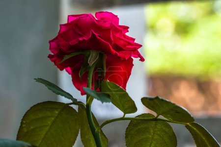 Photo for Close-up Red rose in a pot on the windowsill, bright light background inflames the spirit. - Royalty Free Image