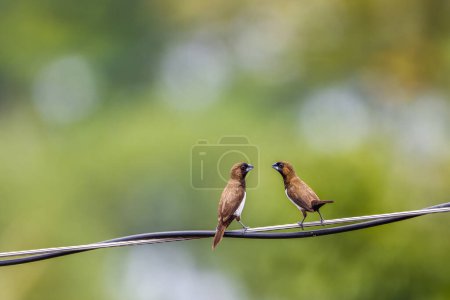 Foto de Dos gorriones Estrildidae o pinzones estrildid encaramados en una línea de energía balanceándose en el viento, hojas verdes borrosas fondo - Imagen libre de derechos