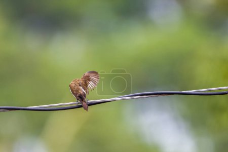 Foto de Un gorrión Estrildidae o pinzones estrildid encaramados en una línea de energía balanceándose en el viento, hojas verdes borrosas fondo - Imagen libre de derechos