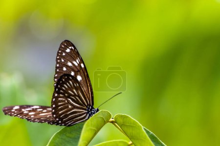 Photo for A butterfly of Ceylon blue glassy tiger (Ideopsis similis) perched on a leaf, is a butterfly found in Asia, including Sri Lanka, India and Taiwan, that belongs to the subfamily Danainae - Royalty Free Image