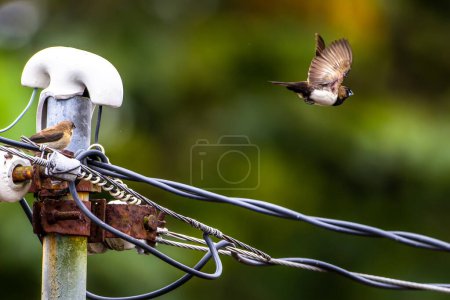 Foto de Un gorrión estrildidae o pinzones estrildid por peinado en un poder y otro está volando lejos, hojas verdes borrosas fondo - Imagen libre de derechos