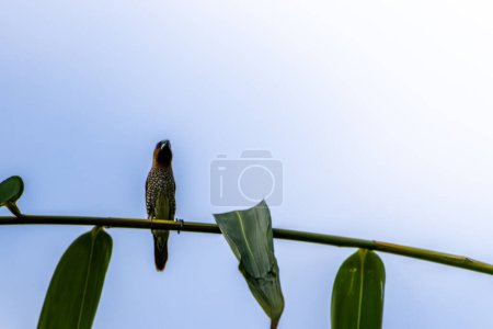 Foto de Un pájaro del tipo Estrildidae gorrión o pinzones estrildid encaramado en una rama en una mañana soleada, fondo en forma de hojas verdes borrosas en la naturaleza - Imagen libre de derechos