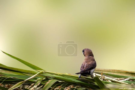 Foto de Un pájaro del tipo Estrildidae gorrión o pinzones estrildid encaramado en una rama en una mañana soleada, fondo en forma de hojas verdes borrosas en la naturaleza - Imagen libre de derechos
