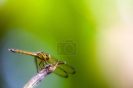 Photo for An orange dragonfly or the slender skimmer or green marsh hawk (orthetrum sabina) perched on a broken branch sticking out in the grass, is a species of dragonfly in the family Libellulidae - Royalty Free Image