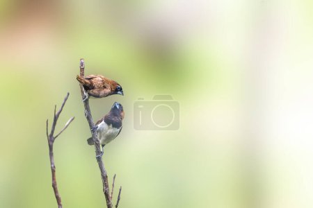 Foto de Dos pájaros del tipo Estrildidae gorrión o pinzones estrildid encaramados en una rama en una mañana soleada, fondo en forma de hojas verdes borrosas en la naturaleza - Imagen libre de derechos