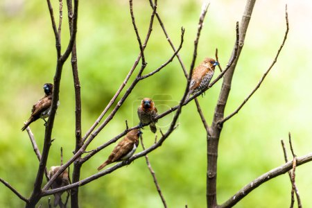 Foto de Un grupo de aves del tipo gorrión Estrildidae o pinzones estrildid encaramados en una rama de bambú en una mañana soleada, un fondo de hojas verdes borrosas en la naturaleza - Imagen libre de derechos