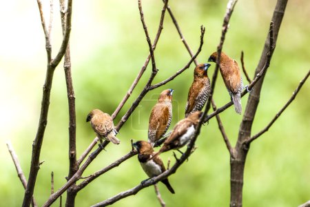 Foto de Un grupo de aves del tipo gorrión Estrildidae o pinzones estrildid encaramados en una rama de bambú en una mañana soleada, un fondo de hojas verdes borrosas en la naturaleza - Imagen libre de derechos