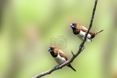 Photo for Two birds of the type Estrildidae sparrow or estrildid finches perched on a branch on a sunny morning, background in the form of blurred green leaves in nature - Royalty Free Image