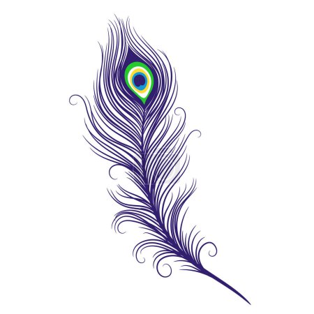 Photo for Peacock feathers on a white background. Vector Illustration - Royalty Free Image