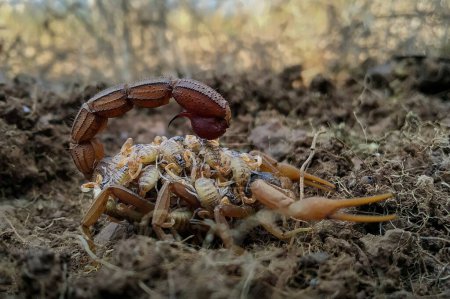 Photo for Female Indian red scorpion carrying babies on her back - Royalty Free Image