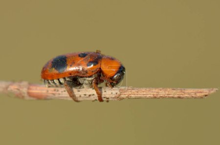 Foto de Un pequeño escarabajo rojo en una rama de árbol - Imagen libre de derechos